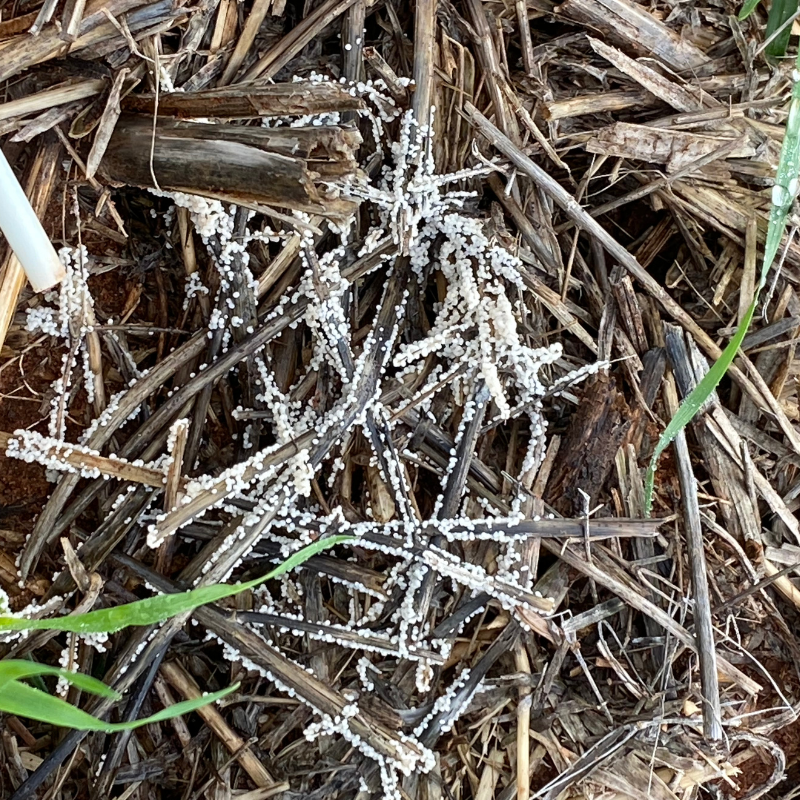 DPIRDbroadacre's tweet photo. Slime mould found in a DPIRD wheat trial at Mullewa. With recent rainfall, more paddocks may have patches of watery or jelly-like slime on stubble or plants. Learn more in the latest #PestFactsWA newsletter. @GRDCWest Read more 👉 https://t.co/zYhAQkYQT2 https://t.co/IRD0HwdmH1