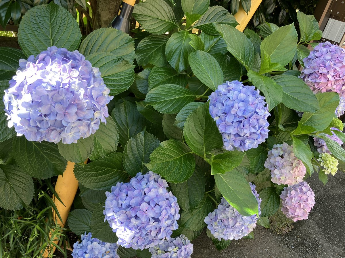 machi624's tweet photo. 淡い色合いの紫陽花すき🥰 https://t.co/EzXhjUz998