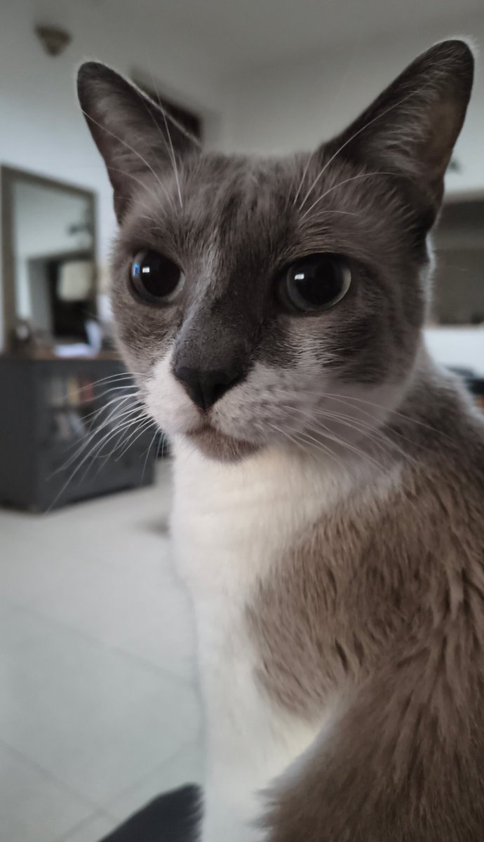 em0br1de's tweet photo. a Purecito le diagnosticaron cristales en la vejiga, estoy yendo al veterinario hace una semana, ayer lo tuve que llevar a la guardia y gaste lo ultimo que me quedaba
necesito ayuda para costear las consultas y remedios🙏🏻 se los agradecería mucho
mi alias es: ALICECLOSET https://t.co/TWIEVjZykj