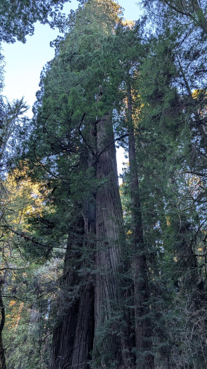 CptRocket13's tweet photo. @Miilfywayz I did a solo trip to the red woods in northern California, 3 days. Rented a car and saw most of what I wanted to see.
I would recommend making an itinerary. Always ask for two hotel room keys. I love it because it was at my pace, if wanted to stay longer and admire I could https://t.co/QrKwKbpEzA