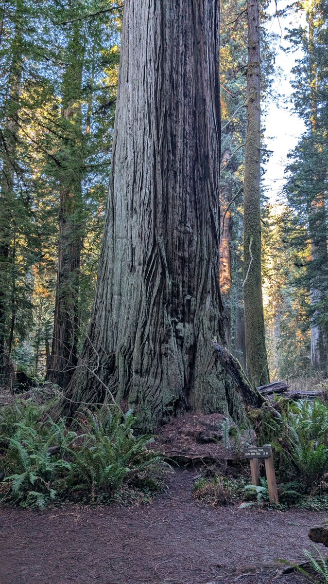 CptRocket13's tweet photo. @Miilfywayz I did a solo trip to the red woods in northern California, 3 days. Rented a car and saw most of what I wanted to see.
I would recommend making an itinerary. Always ask for two hotel room keys. I love it because it was at my pace, if wanted to stay longer and admire I could https://t.co/QrKwKbpEzA