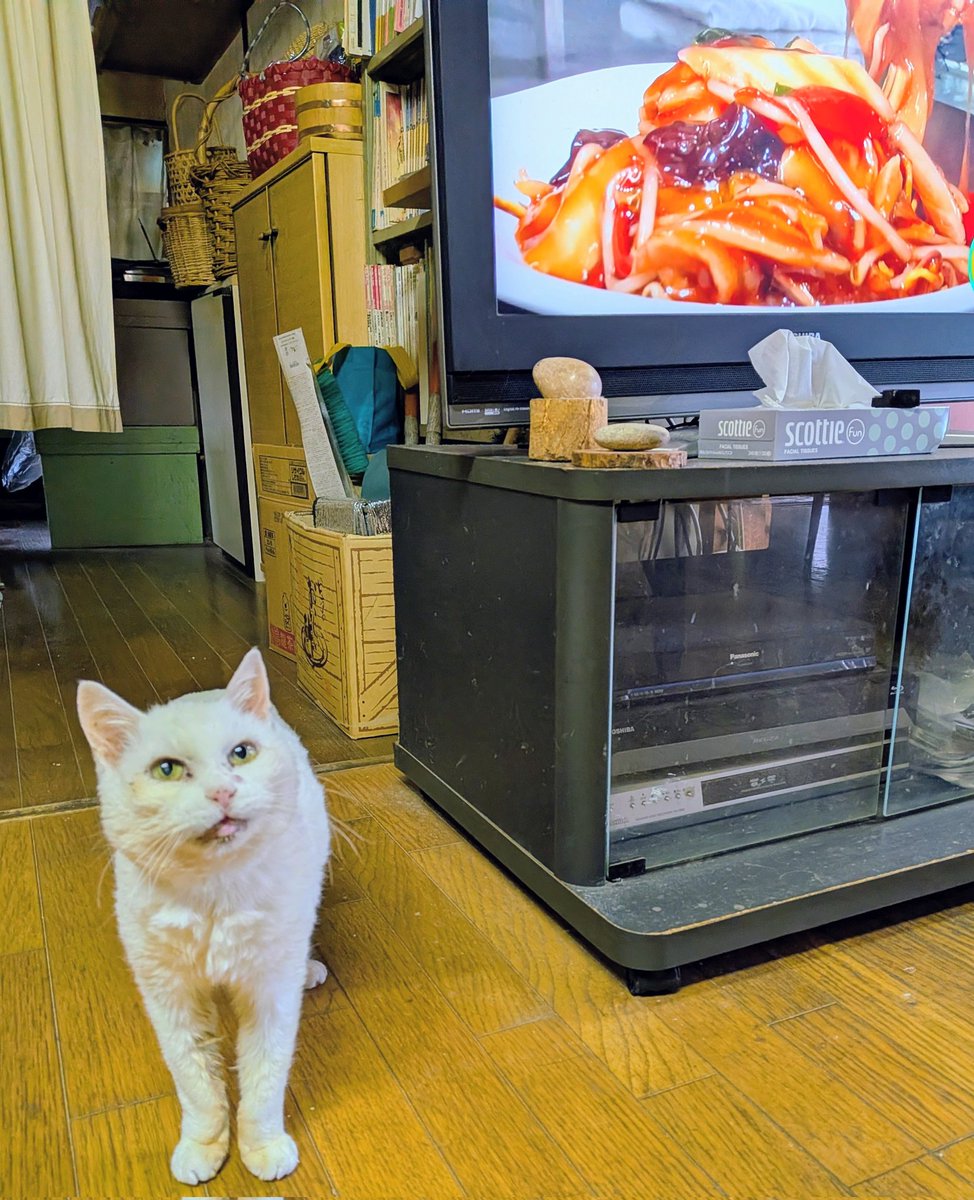 nekoyasyokudou's tweet photo. アツアツの中華食べたーい!
（ねこや食堂には中華ないよ） https://t.co/is027ss6ow