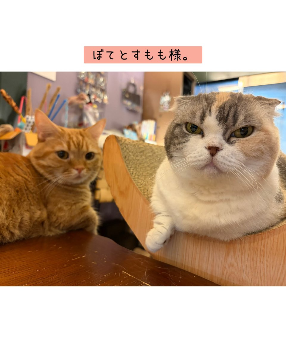 chachanyancafe's tweet photo. 2026.6.22（月）
Open 12:00
Close 20:00

おはようございます！

てまり様の熱い視線に、ハートを鷲掴みされる方続出！今日も…今日とて…見つめます。

仲良しナエひまコンビ。

可愛いツーショット📷

本日もお待ちしております🐶😺
#保護カフェchacha #にゃいるどはーと #保護犬 #保護猫 #里親募集 https://t.co/2JAbAUHFAt
