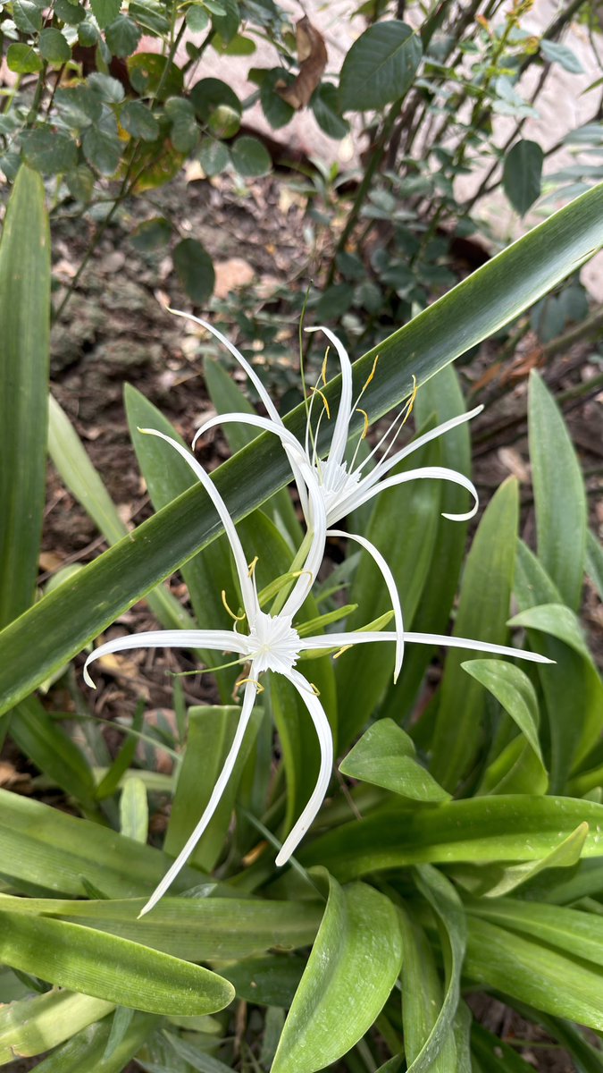 chandoor's tweet photo. #plantlovers #flowerlovers #plantphotography #flowerphotography #naturelovers #naturephotography https://t.co/tswMejwoj7