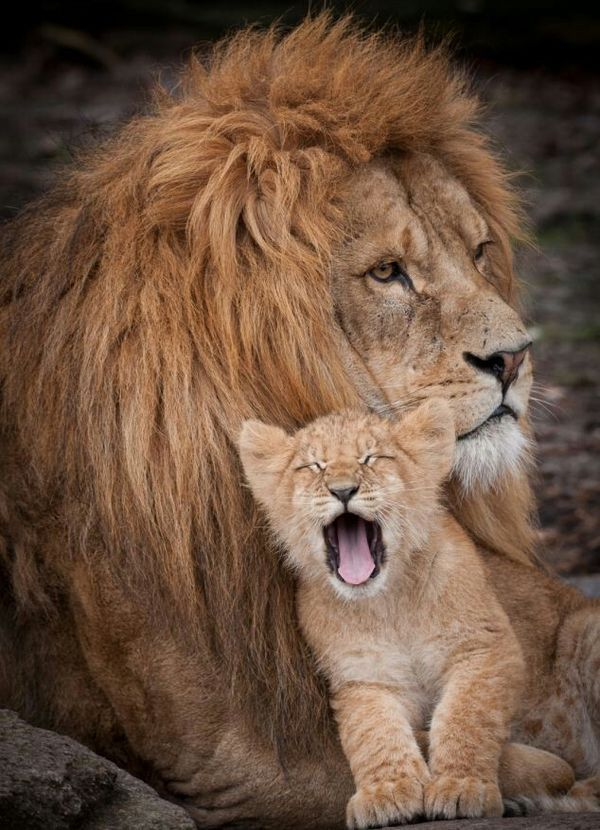 WeDoNotKneel's tweet photo. 🇺🇸🎊🎆Happy Father's Day!🎆🎊🇺🇸

@UnsinkableDolly 
@BarryOue21536 
@ACaessy 
@Maligator559 
@BigRipEnergy https://t.co/81asPNmV48