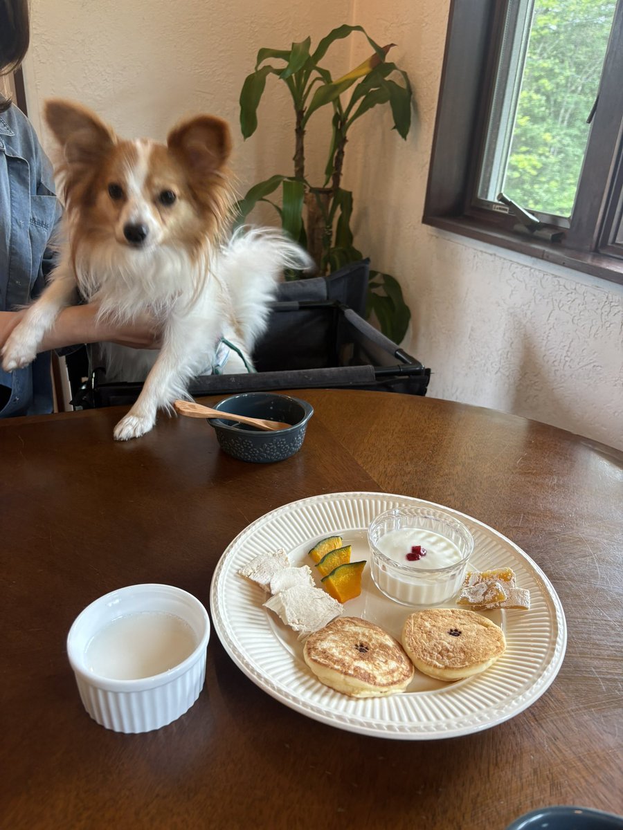 satod08's tweet photo. パピヨンズ　朝食🥞 https://t.co/R54qP6pqlG