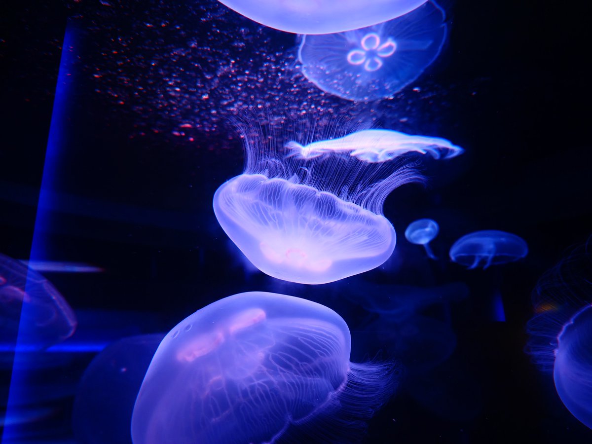 amWzlqRPrT44888's tweet photo. クラゲ！！
撮影機材SONY Xperia1VIII オート撮影
#だから私はXperia #水族館 https://t.co/8fq9ONWEKq
