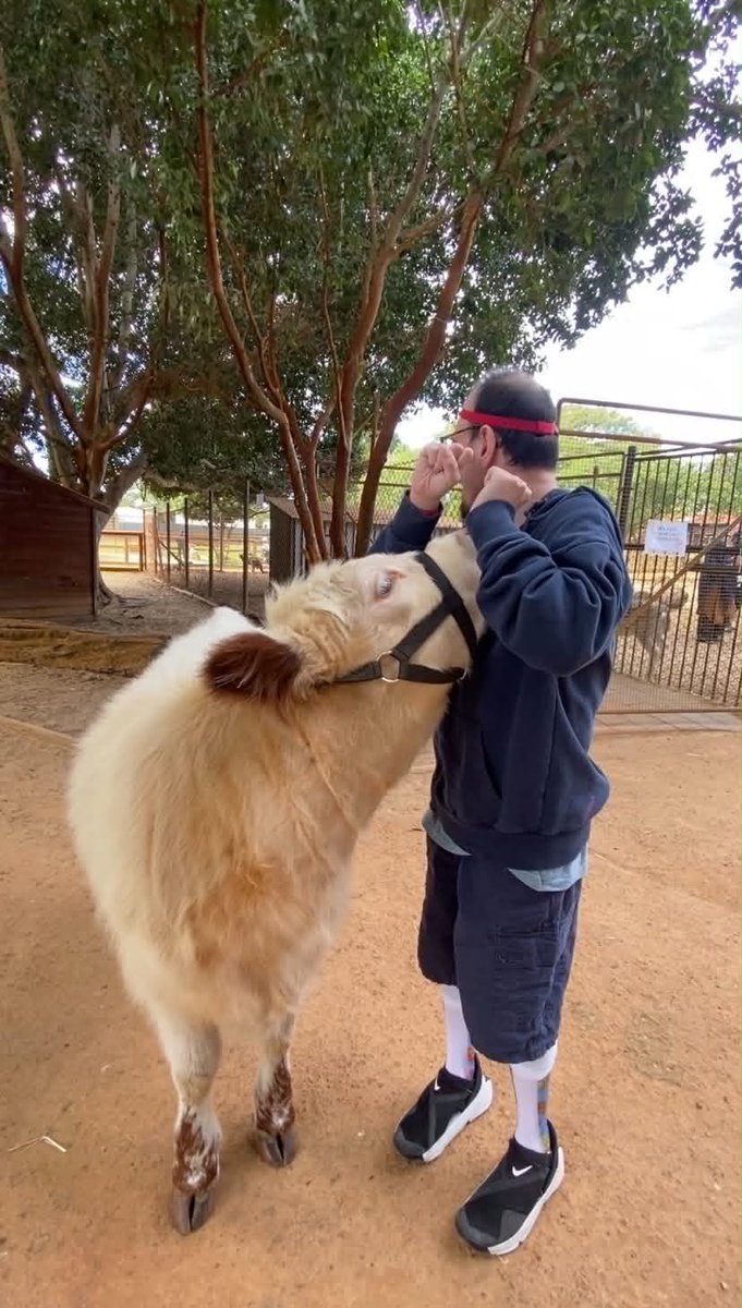 joshjoshbegosh's tweet photo. funny cow #TypedByJosh https://t.co/QeW6Xa9b3T