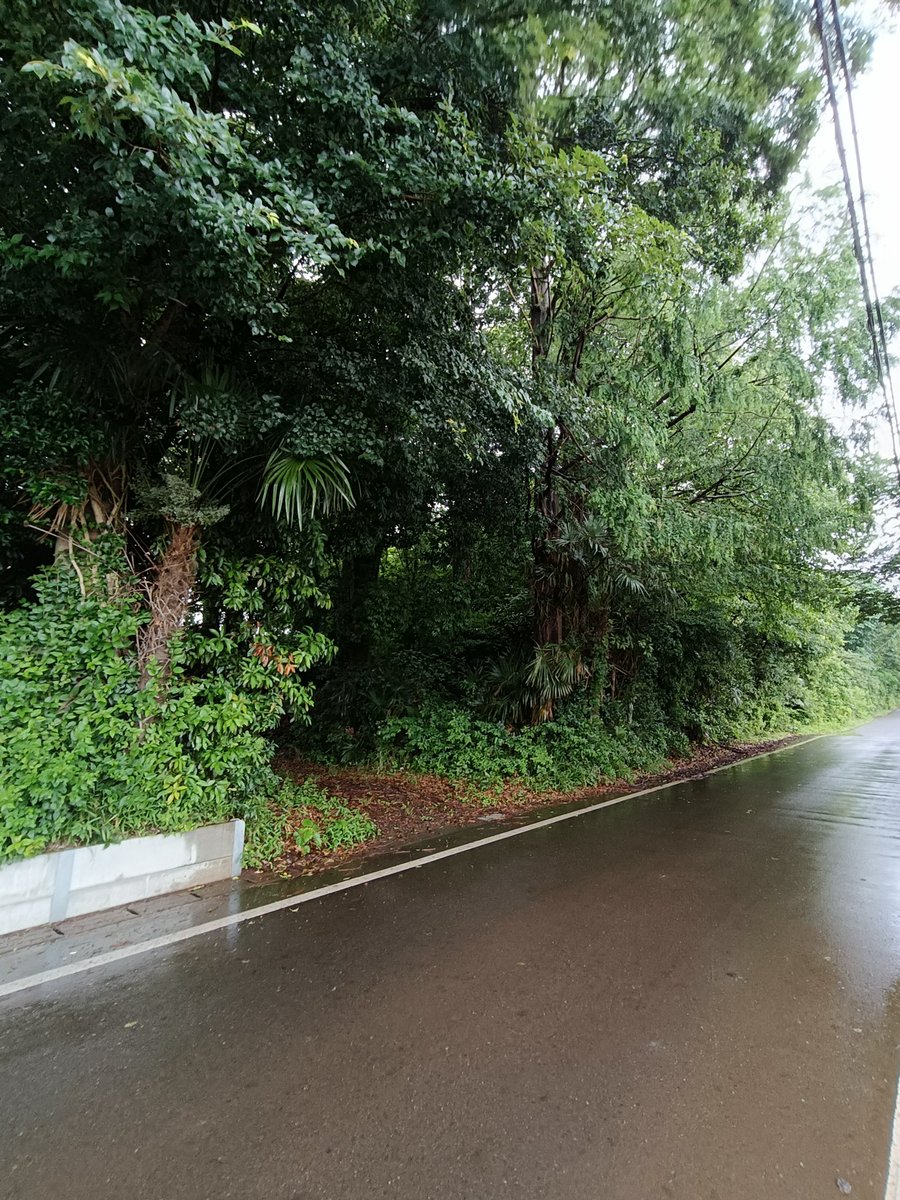 daigoringyo's tweet photo. こんにちは
開業1０34日
現場初日

全体の半分が許可おりたので🌲👍
取り合えず全体の草刈り始めます🫡 https://t.co/JHcQRGNwEc