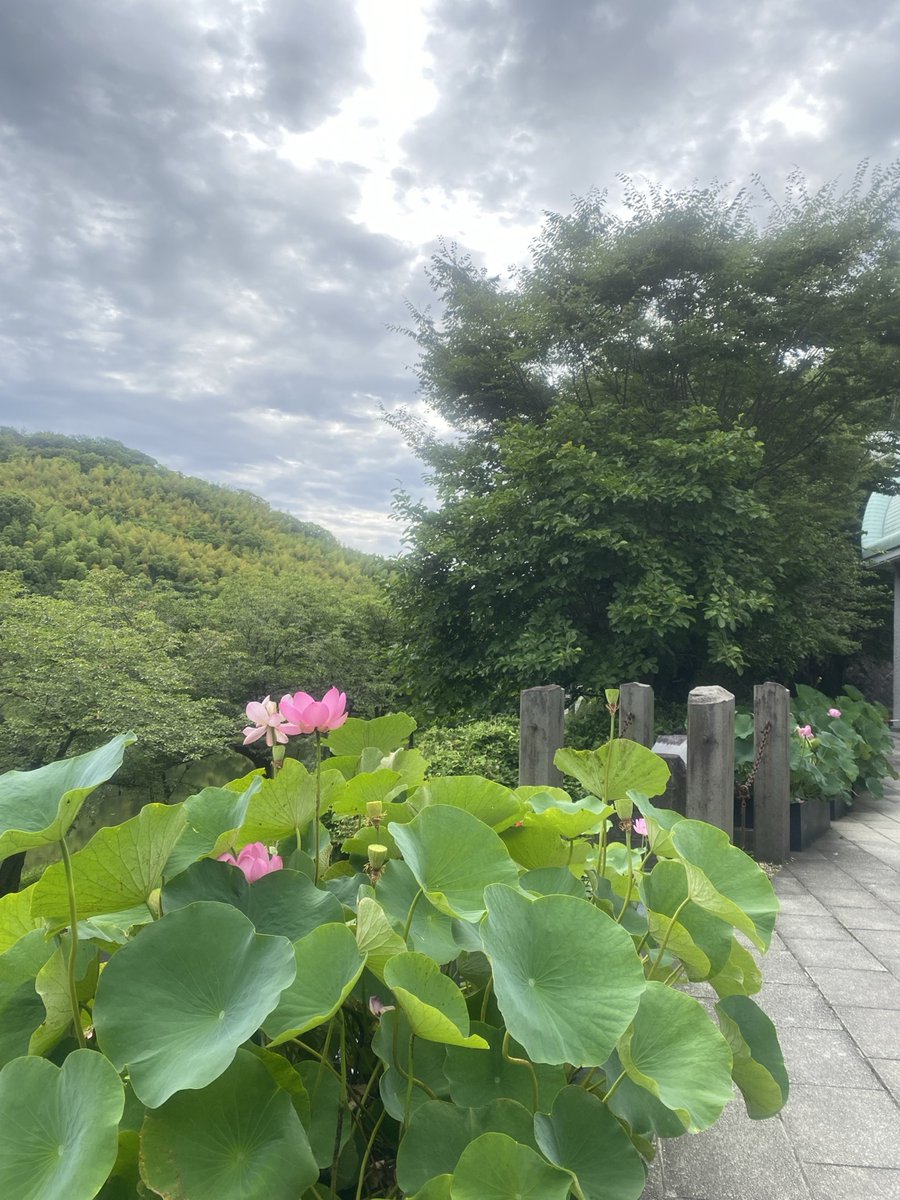 matsuyamamaibun's tweet photo. 【本日の古代ハスの様子】

本日は休館日ですが、大連古代ハスは10輪ほど咲いているよ🪷

ハスのつぼみでは、シオカラトンボがひと休み👀

つぼみも増えてきており、これからの開花が楽しみです✨

⚠️休館日にお車でお越しの際は、松山総合公園正面入口から第4駐車場をご利用ください。 https://t.co/YdpDH1jZXb
