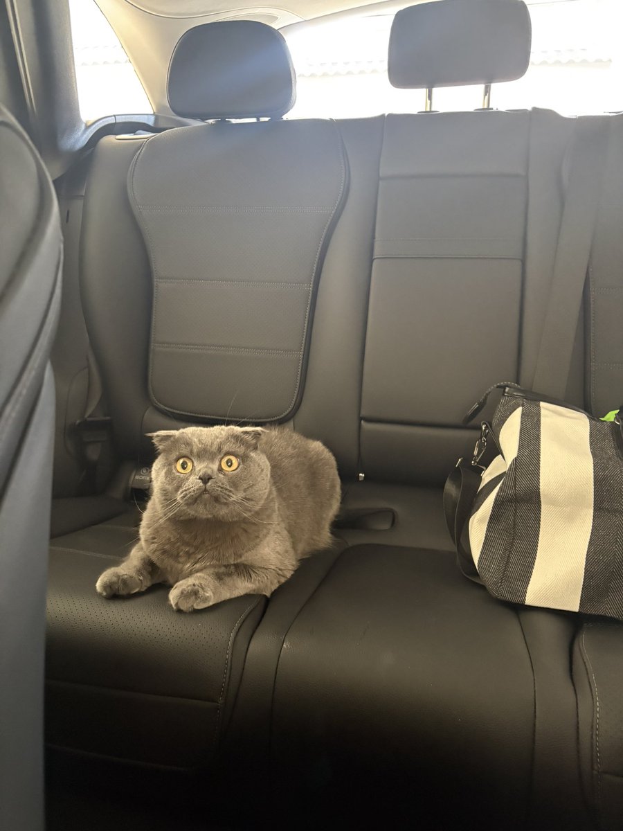 cherryKelsi's tweet photo. He’s such a good little passenger 🥹 https://t.co/4mMszvPiUm