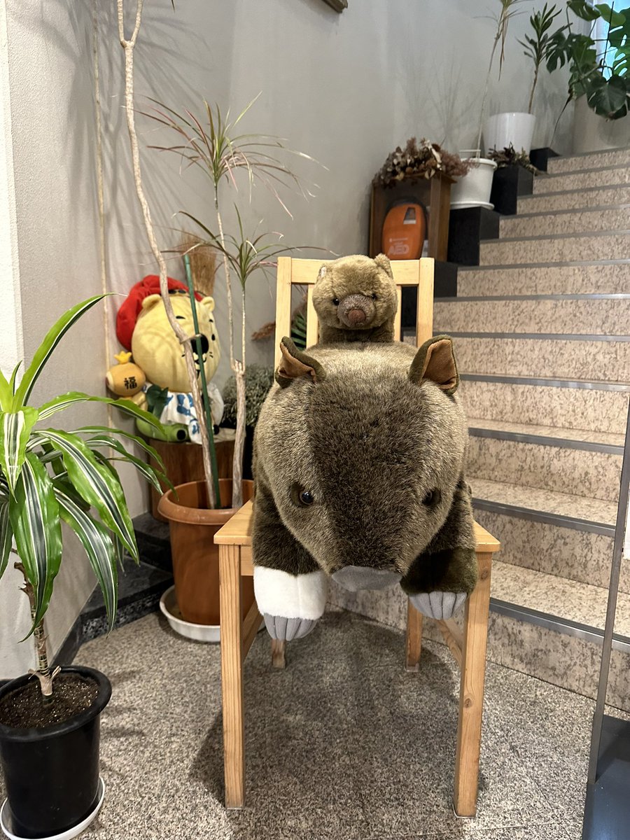 capylife's tweet photo. 感情的な印象ではなく科学的根拠に基づいて評価すべきという趣旨のお話がありました。
そして採食エンリッチメントとハズバンダリートレーニングについての解説の後、体験コーナーもあり大変楽しいイベントでした。
#五月山動物園
#ウォンバット https://t.co/kUfCBLhoJf