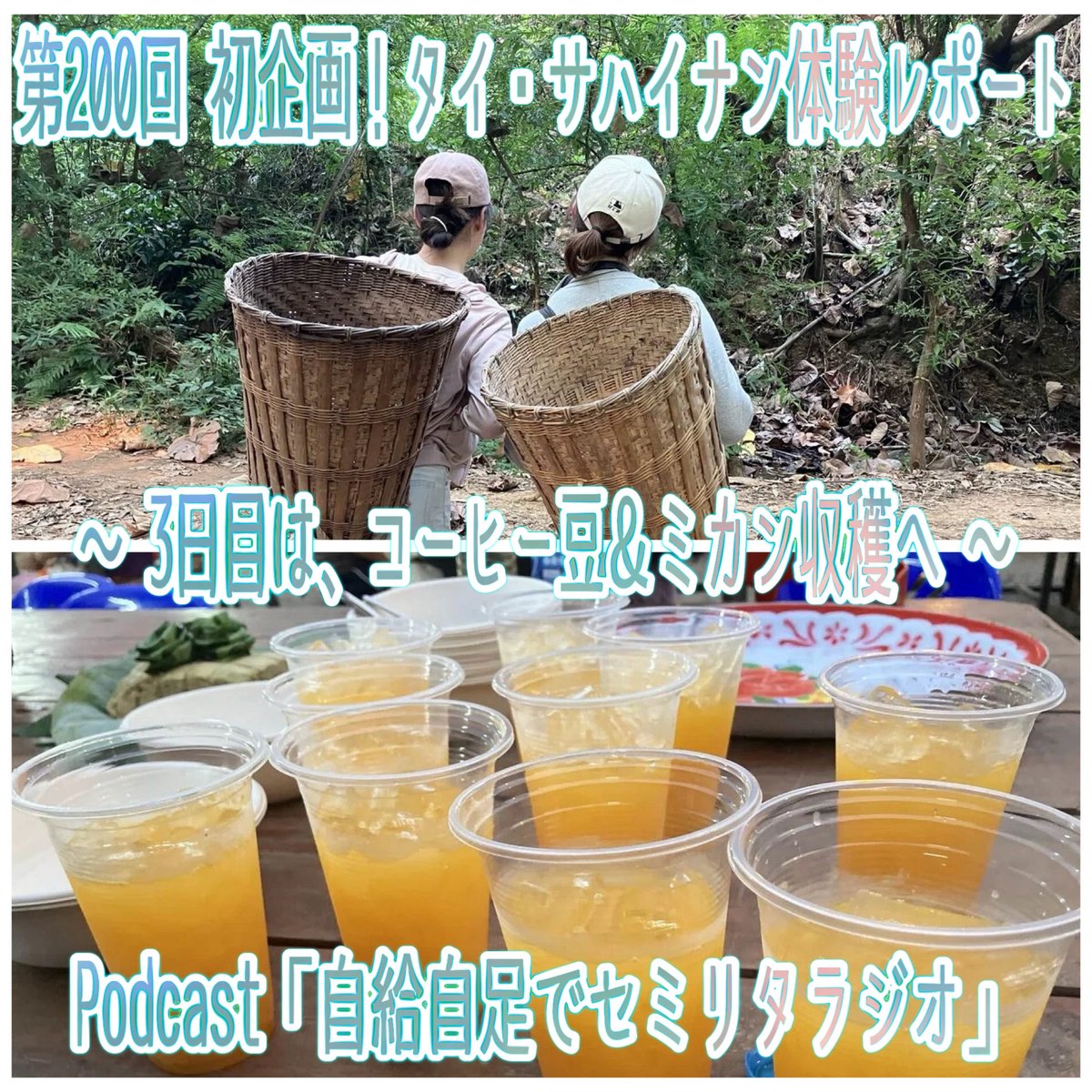 oto_koe_info's tweet photo. OTO-KOEが配信サポートしている番組「自給自足でセミリタラジオ」第200回を配信🍀
今回も、準レギュラーの三栗の奥さん・さえさん登場☆
サハイナン体験3日目は、山へコーヒー豆とミカンの収穫へ！🍊
トラブルがありつつもタイの方の優しさを感じたこと、収穫のことなど、さえさんにお話頂いてます🤗 https://t.co/LPkc54qtyS