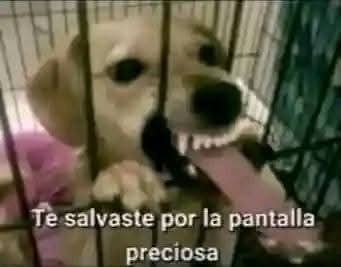 SolpaPapos tweet media