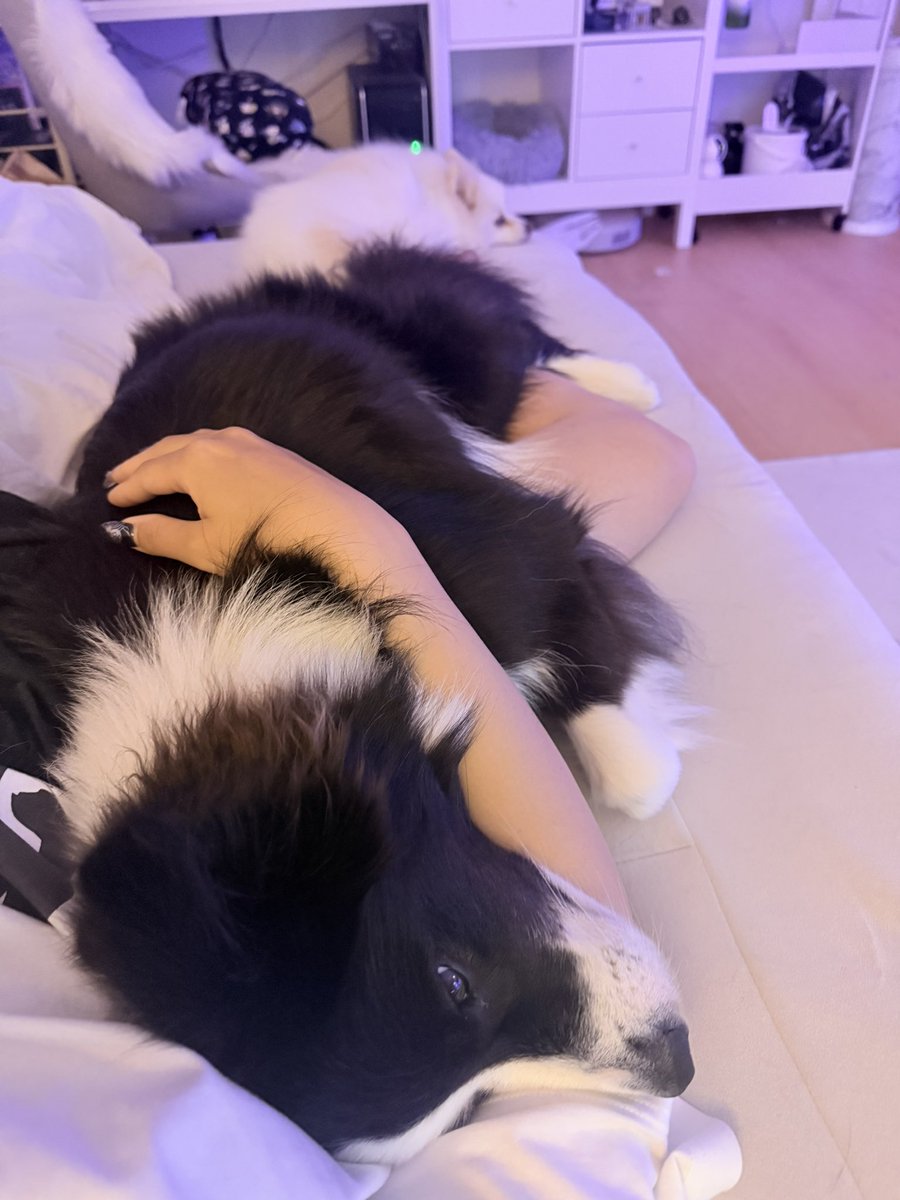 gisemitty's tweet photo. 甘えんぼしているところ大変恐縮ですが足が痺れそうです https://t.co/ARXkmIMW0q