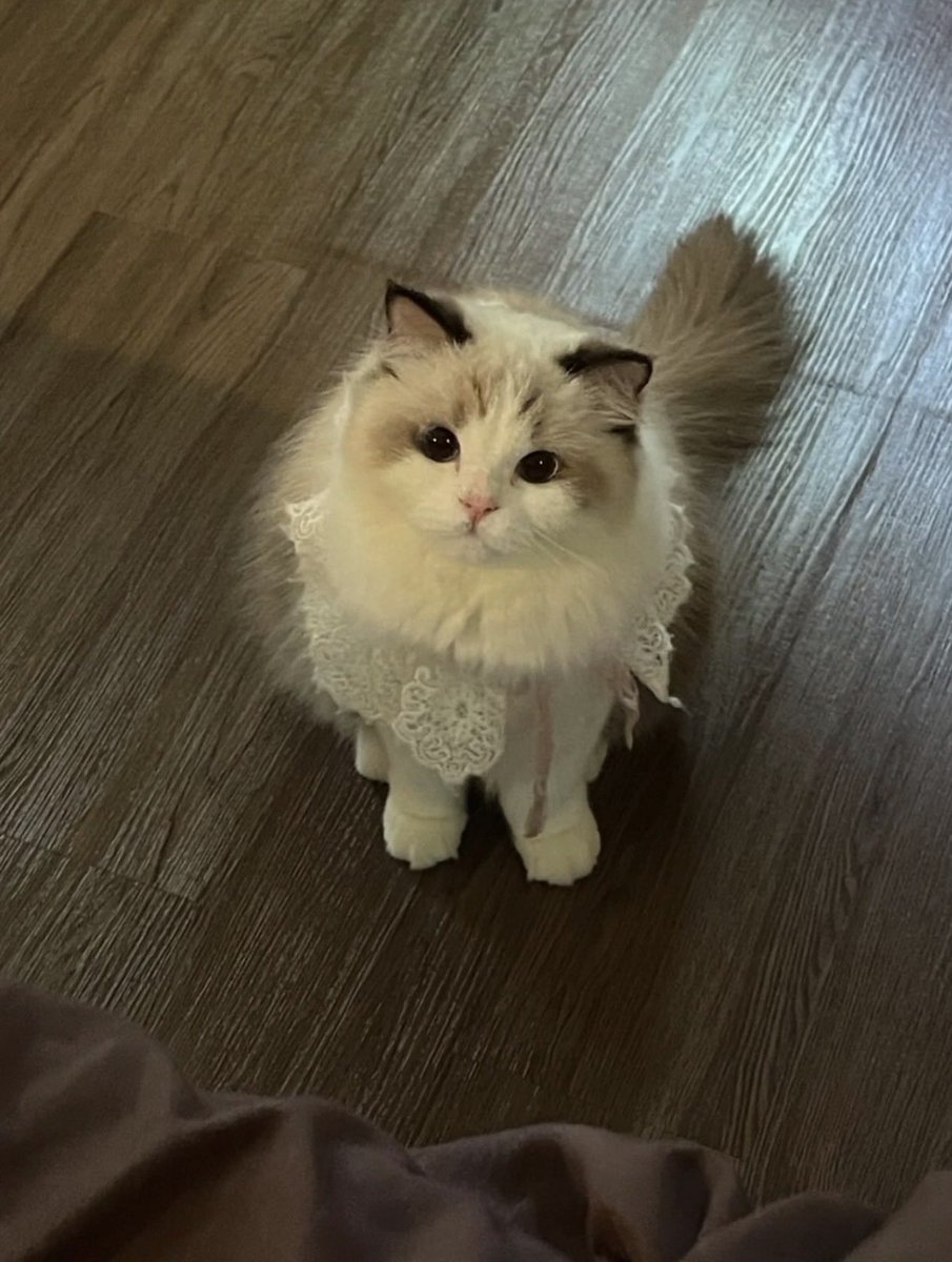 utuayurvi's tweet photo. She’s always like this when she gets hungry❣️ https://t.co/k5FbwclXlw