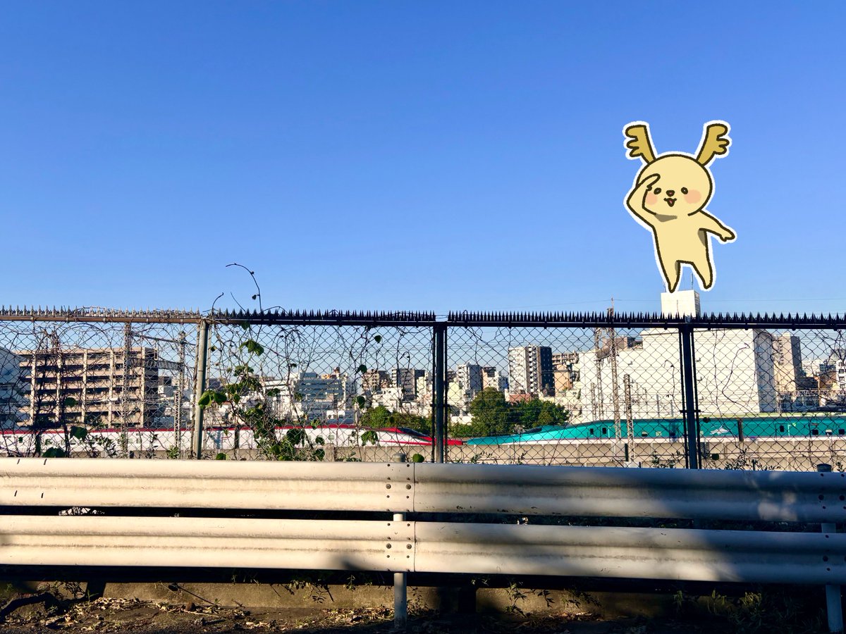 JaZoooInc's tweet photo. はやぶさとこまちの連結に遭遇シカ！🚄
なかなか見る機会がないから
めっちゃラッキーだシカ✨

この幸運をみんなにお裾分けシカ！🦌
今日も一日がんばろうシカ！

#ジャシ活 https://t.co/OgD0QWDzpy