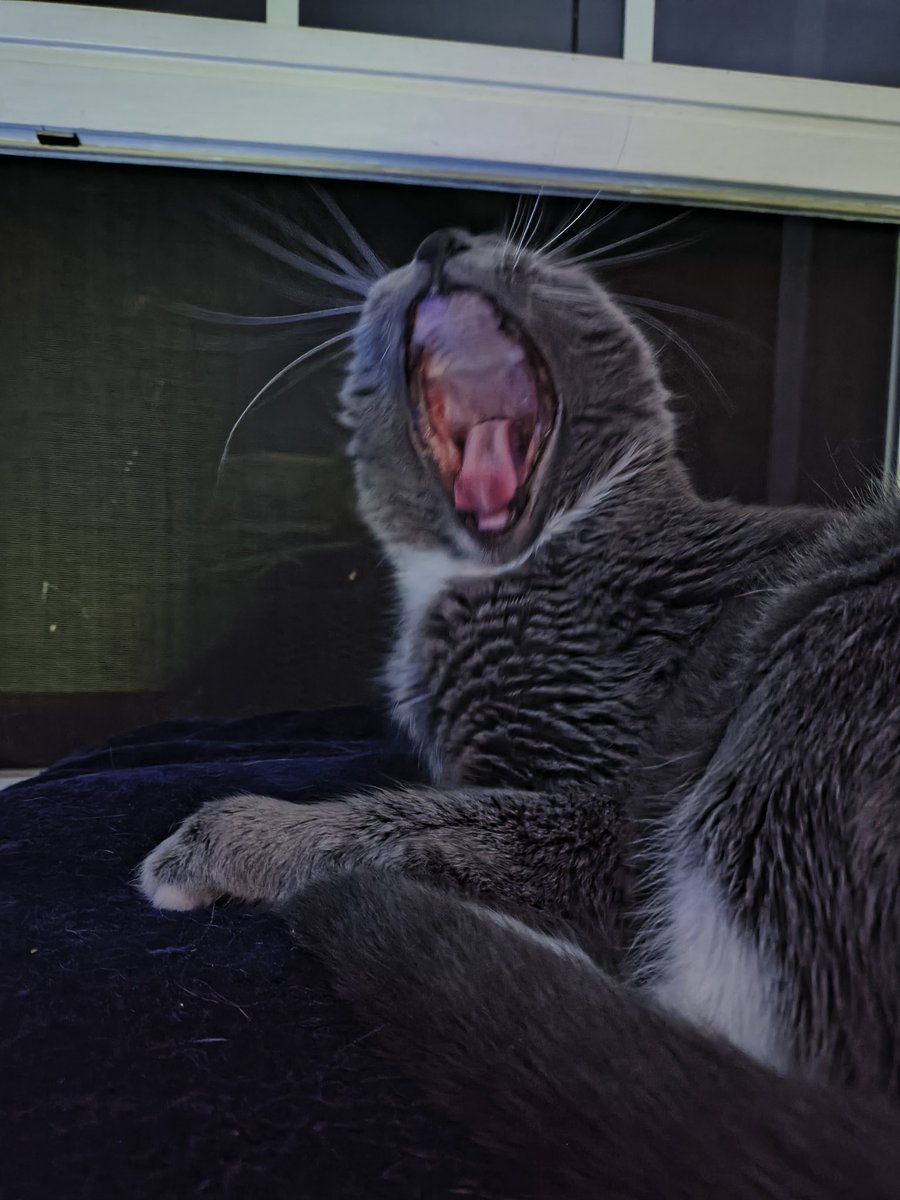 Pkitty00Rice's tweet photo. @depressionlesss My T-Bootz (aka Gummy Bear) showing his sexy gums after having a full mouth extraction and a pretty rough recovery. https://t.co/kTMlUzh7Bd