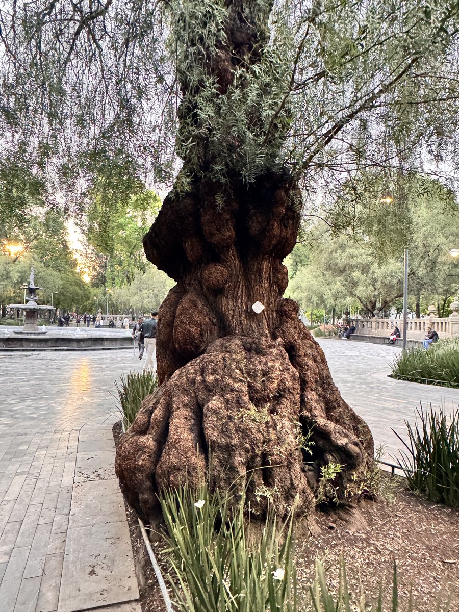voydesveladA's tweet photo. imagínate vivir dentro de un árbol aww https://t.co/fZTMRK1dBm