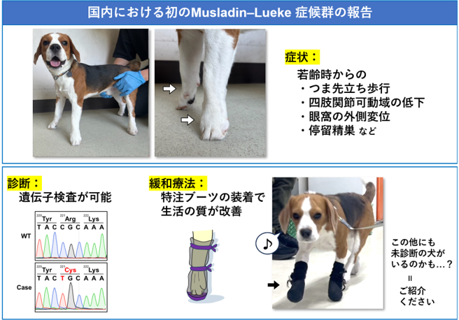 UTokyo_Agri's tweet photo. 【研究成果】“つま先立ちのビーグル犬”の遺伝病
https://t.co/kPBTHJDZLj
#東京大学 #農学部 #ビーグル ＃つま先立ち #遺伝病 #緩和治療 #特注ブーツ #農学国際 https://t.co/fGt1QUlEuP