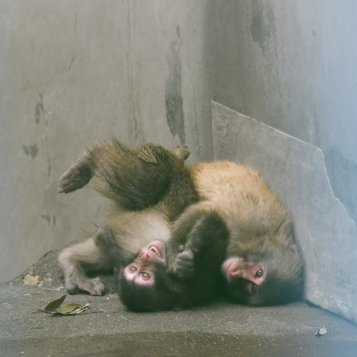 pogpogpogzoo's tweet photo. 20260615
楽しそう

#がんばれパンチ
#市川市動植物園 https://t.co/efWYnvtDCS