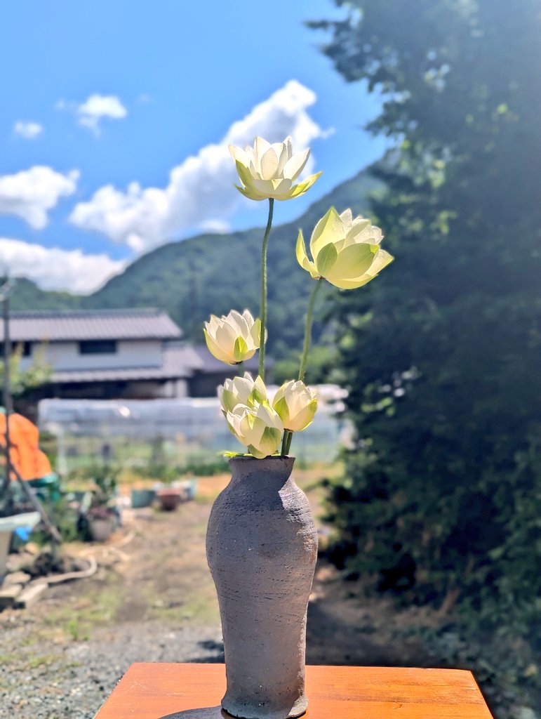 yamamoto_farm's tweet photo. 梅雨空のわずかな合間に晴れ間が覗かれたので、今朝取りの白蓮を花瓶に生けました。 https://t.co/dPpMAG9VAB