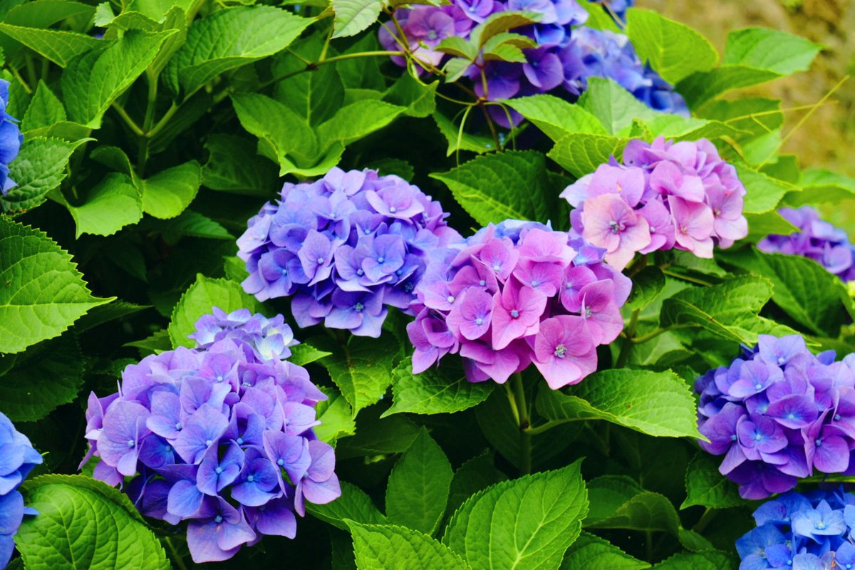h6_0916's tweet photo. 紫陽花 https://t.co/aQ1rCJnOag