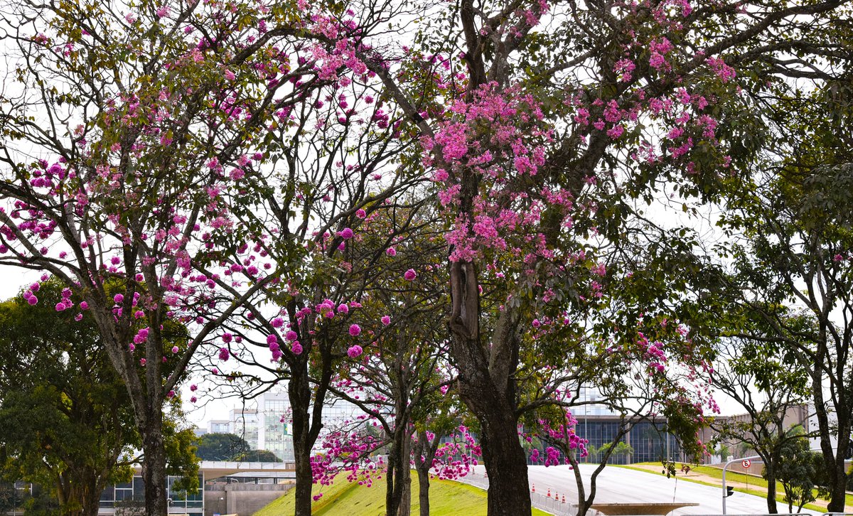 cjsbarros's tweet photo. Começou a temporada dos ipês, haja beleza por toda a cidade. Esses são por trás do Congresso Nacional #faunafrutoeflor #brasiliaecerrado #iperosa #naturephotography #beleza @brunnomelocbn https://t.co/eQvKe5Rdbn