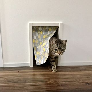 NguyenT07244722's tweet photo. cat door https://t.co/2ejqpAY32o