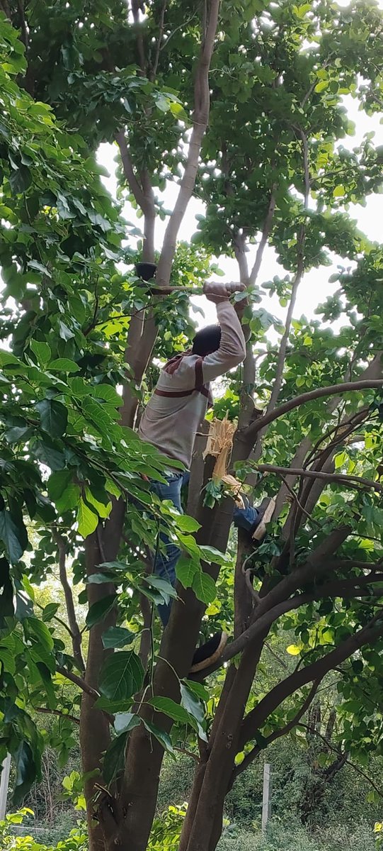 3311KV1's tweet photo. 11 kv लाइन पर आ रहे पेड़ो की छटाई का कार्य किया जा रहा है |@aksharmaBharat @dvvnlmathura1 @UPPCLLKO @MDDVVNL @se_eudcmathura https://t.co/wl2fAD7KLH