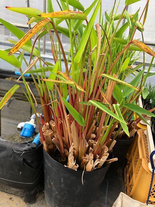 水草・水生植物】チャーム公式 (@charm_plants) / Posts / X