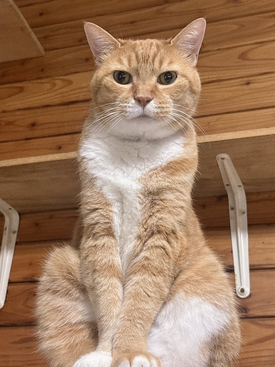 ginpoudoujp's tweet photo. 本日も通常通り午後6時まで営業中です
（落合簗は昨日おじゃましました😅） https://t.co/0dcckjf0Kk