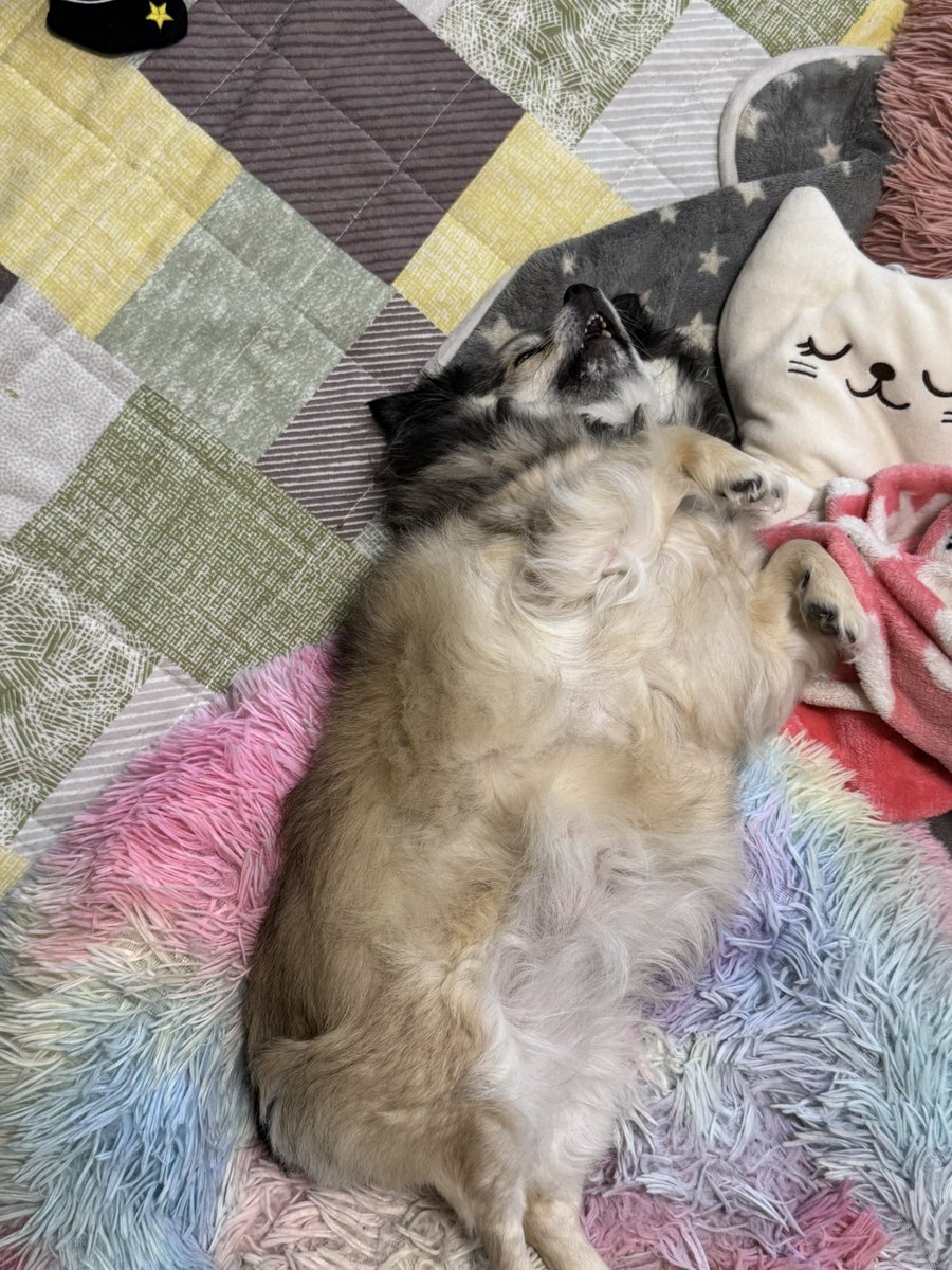 mikutomanjun's tweet photo. うちで1番くつろいでる気がする

#チワワ #チワワのいる暮らし #chihuahua #犬好きさんと繋がりたい #dog https://t.co/ShV98mIs35