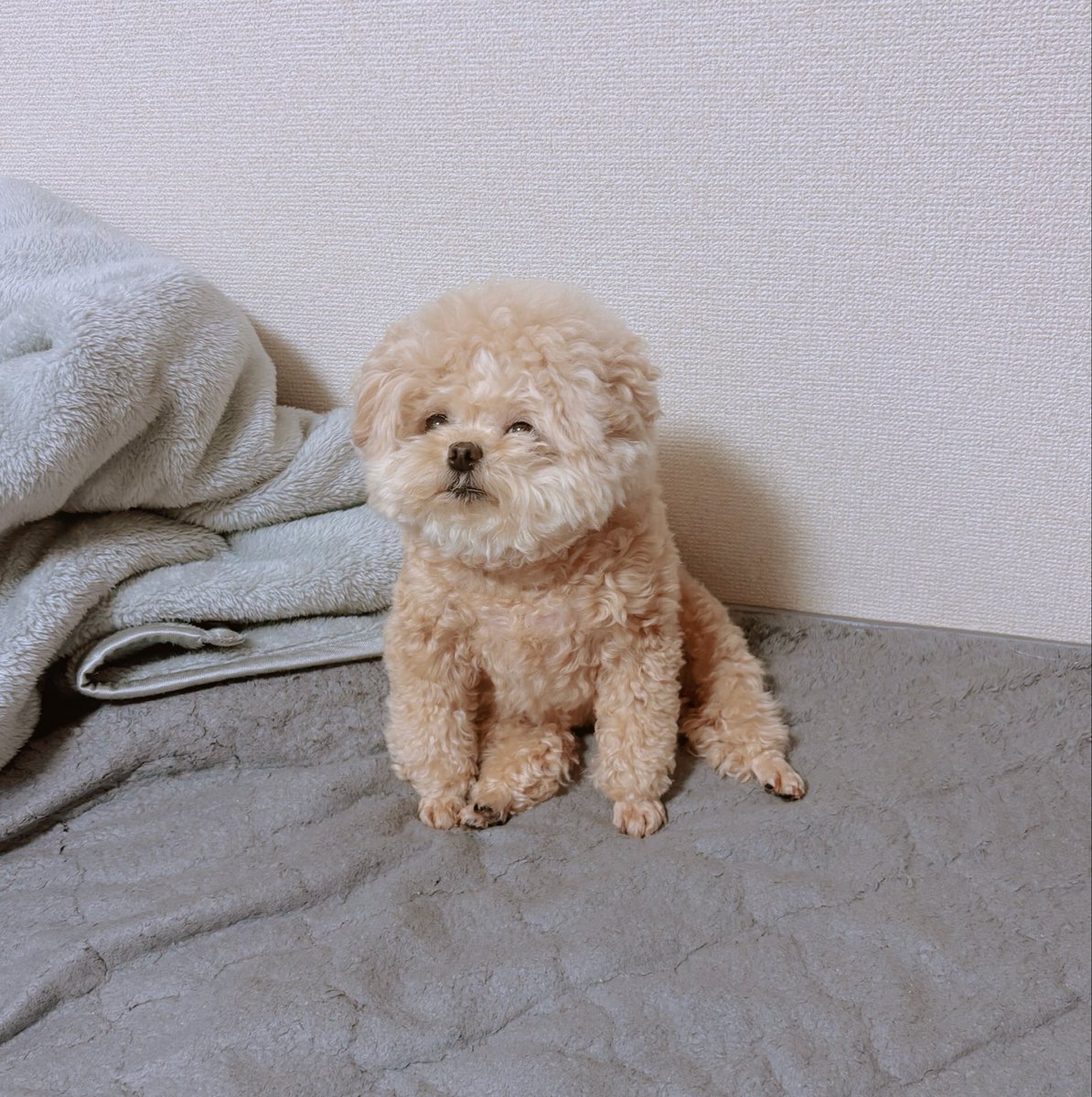 Fuwanopapa's tweet photo. ぬいぐるみだ！！と言われた写真🧸

#ポメプー https://t.co/XY9kfwaD5S