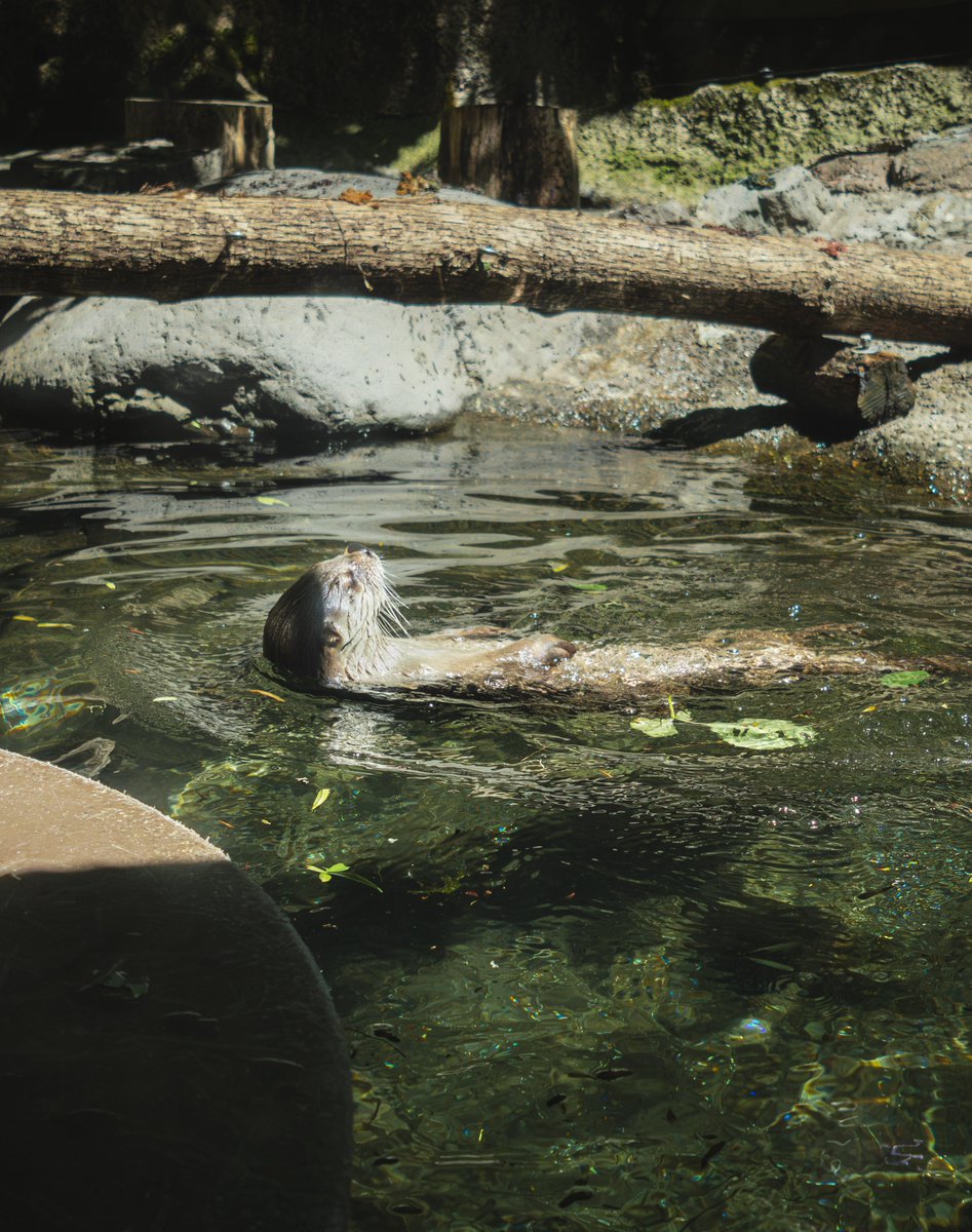 _______la_____'s tweet photo. Had a good time today at the @OregonZoo looking at the otters https://t.co/27XtUiG7gi
