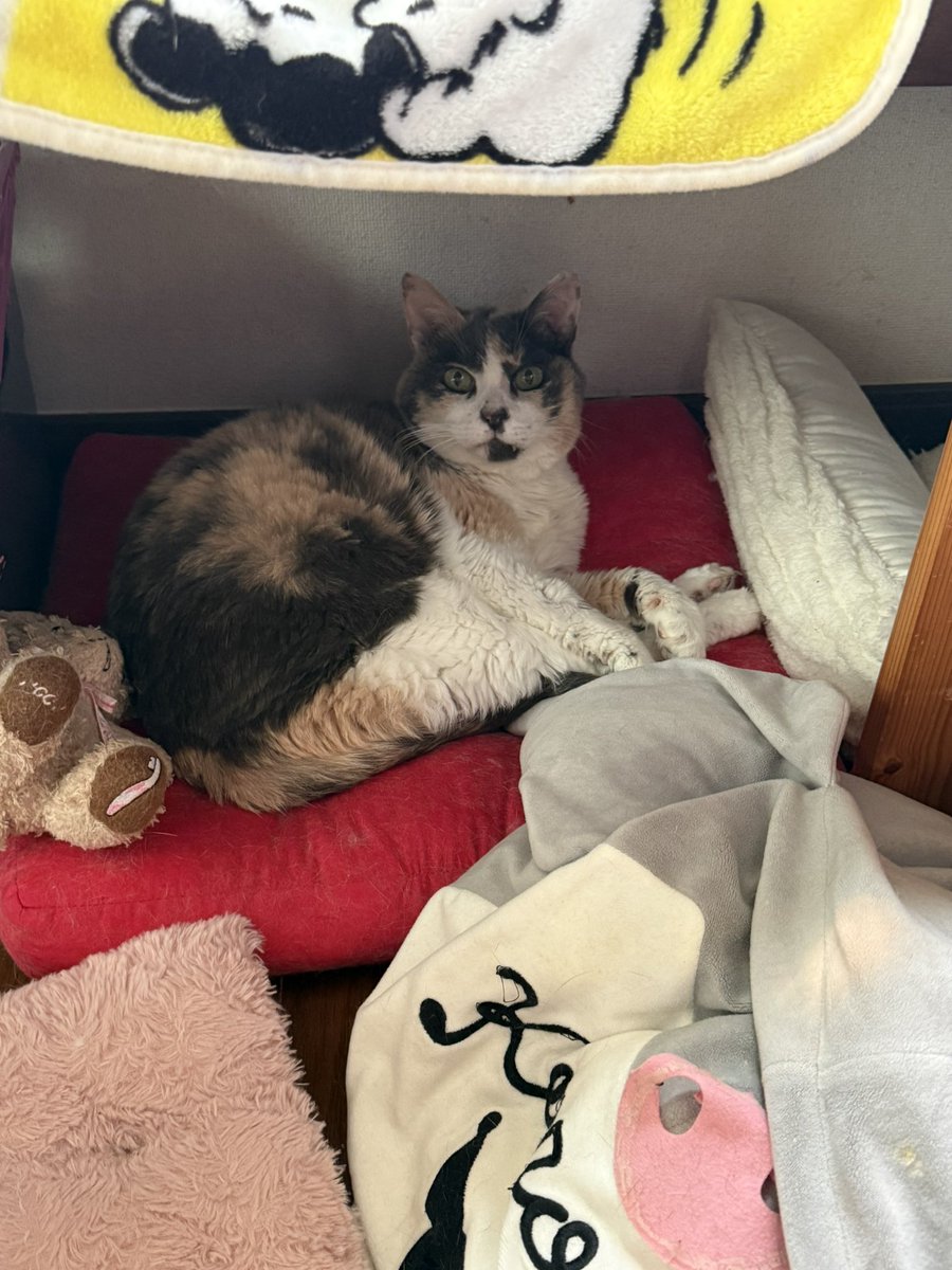 Up_Happy777's tweet photo. 今日は、朝から保護猫お姉様宅のペットシッターをしてきました🐈‍⬛🐈
黒猫のリオ様はボカデュオの時にClinochloreのMVにも出たんですよ♥
三毛猫ユノっちは人懐こい♥2匹とも可愛い😍 https://t.co/nWrKWLCZ16