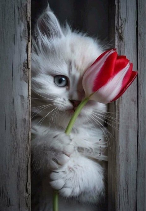 ansssonm's tweet photo. @qadya115 @ansssben @AydaRostami867 🤗🌹 https://t.co/bY39D046Fq