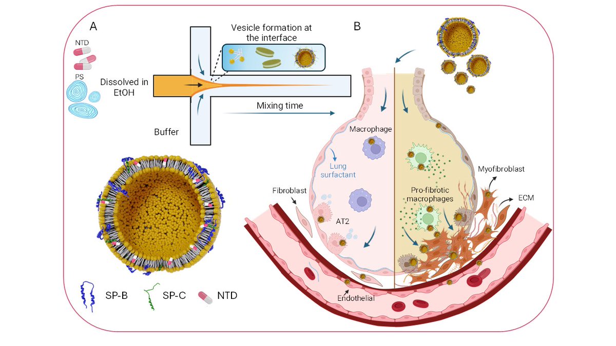CICbiomaGUNE's tweet photo. 🚨 𝐑𝐞𝐬𝐞𝐚𝐫𝐜𝐡 𝐇𝐢𝐠𝐡𝐥𝐢𝐠𝐡𝐭 🚨

💡Pulmonary Surfactant Nanoparticles for Lung-Targeted and Dose-Efficient Delivery

📄 Advanced Healthcare Materials

👉 https://t.co/3x92u5hpHo

#ResearchHighlight #CICbiomaGUNE #PulmonaryFibrosis https://t.co/sl1wXAIZmV
