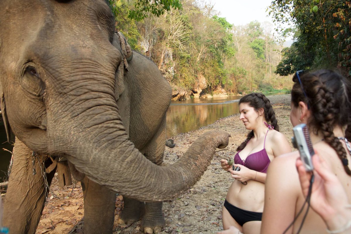 guidebkktour's tweet photo. Me &amp; the Elephant 🐘 
We’ll never forget you ❤ 
#Elephant #Trekking #Chiangmai #GuideBangkok https://t.co/T059Ed0Ynv