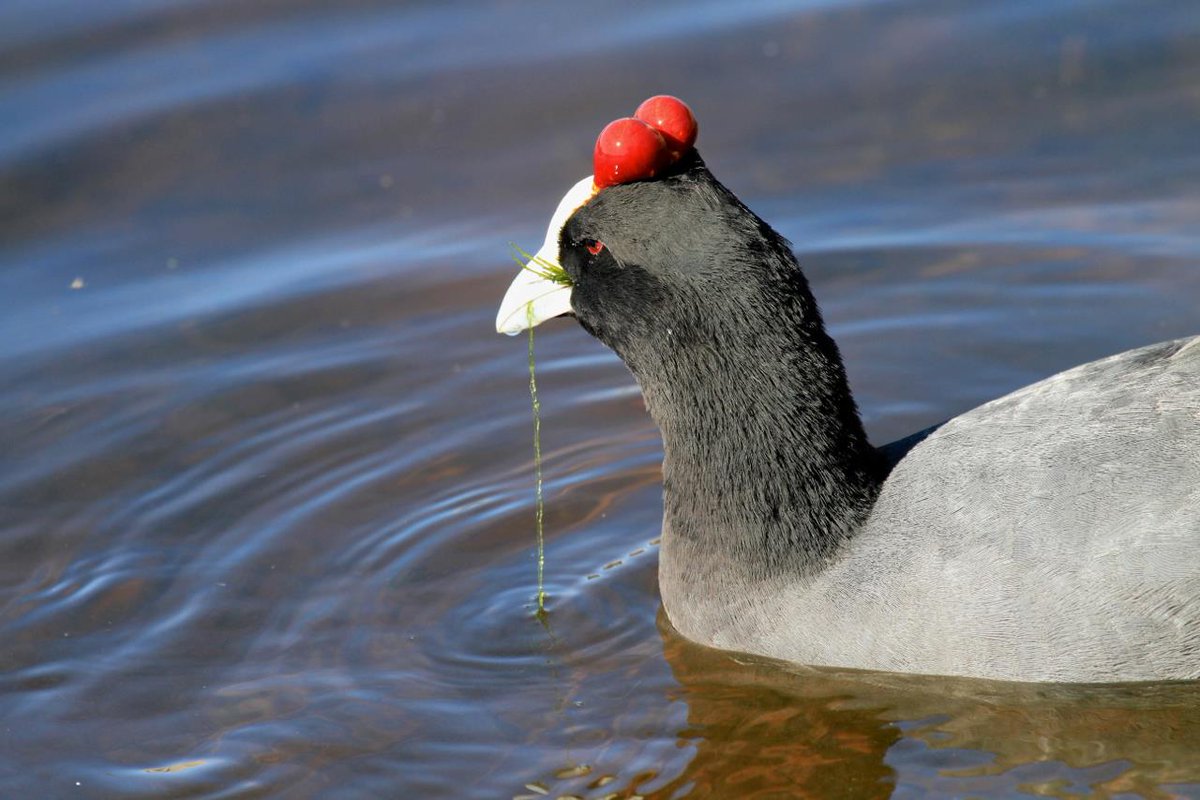 patsplanet's tweet photo. Birds with red in them. Double collared sunbird, Red knobbed Coot, Red Bishop, Red wing Starling. https://t.co/FbkwnXMLV8