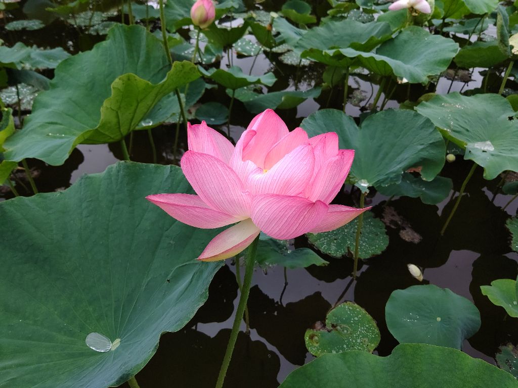 Fukaya_City's tweet photo. 道の駅おかべの西にある中宿歴史公園の原始蓮が見ごろを迎えています。
午前に大きな花を咲かせていますので、ぜひ、お立ち寄りください。
（写真は令和８年６月２１日に撮影）#fukaya https://t.co/X40PpotdM1