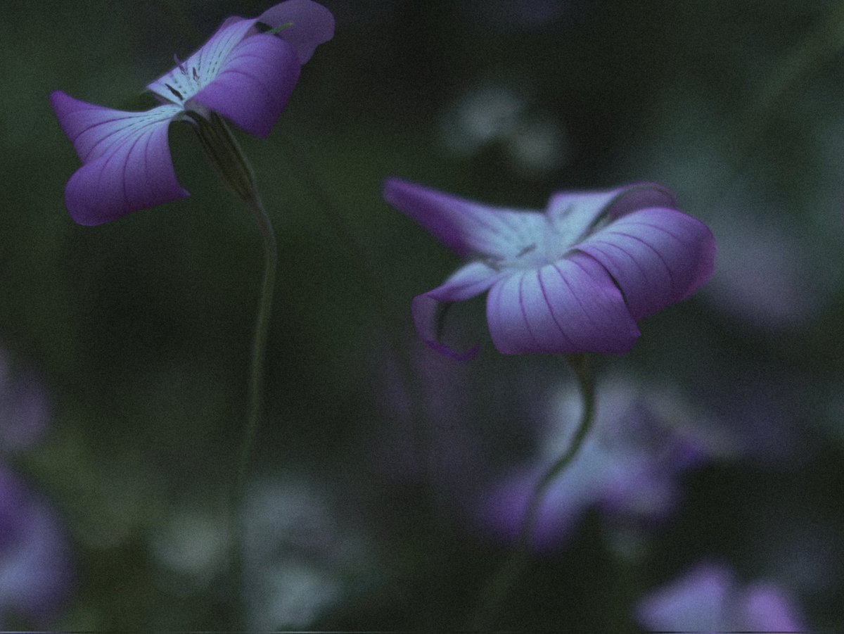 cosmos_akisakra's tweet photo. 静かに佇む花 https://t.co/jTW1h7suYx