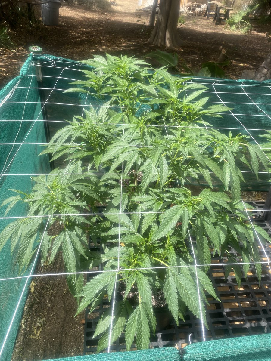 MikeHawkCums69's tweet photo. #cookies #sherbert #dank #bigdick #colas #bwc #chronic https://t.co/2Wk5doCTit