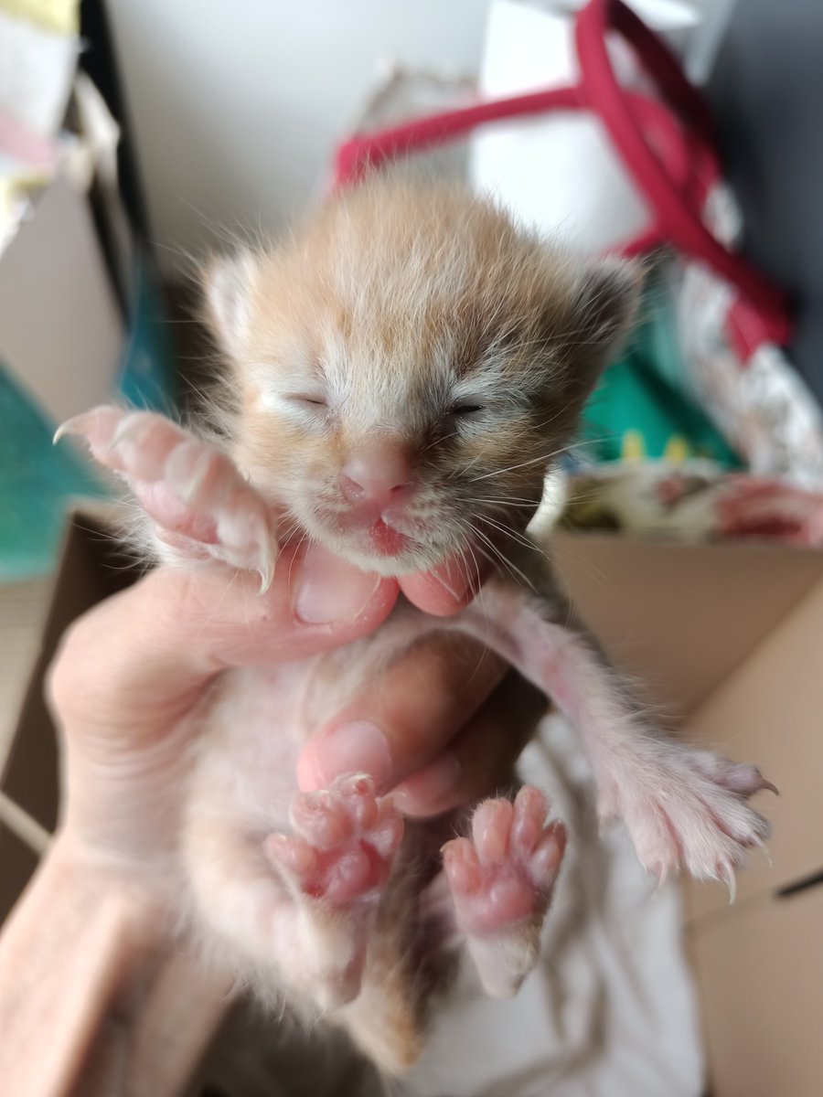 fourmeows1's tweet photo. @frdsh_ @yemmeow @itsybitsymin @samantha_cavill @crazycatmakcik @luarbinari @ninashakirax @meeayusri Yall, kalau hanya boleh foster sampai dia putus susu pun, i ok sangat. Sebab agak susah untuk i jaga dia dengan keadaan kucing2 kat rumah banyak yang tak sihat.

Tengok la, kesian kat dia😭 https://t.co/AxuH06guBc