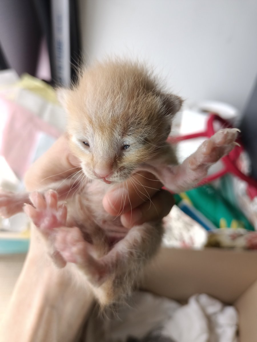 fourmeows1's tweet photo. Yall, kalau hanya boleh foster sampai dia putus susu pun, i ok sangat. Sebab agak susah untuk i jaga dia dengan keadaan kucing2 kat rumah banyak yang tak sihat.

Tengok la, kesian kat dia😭 https://t.co/pdrIT0H2vH
