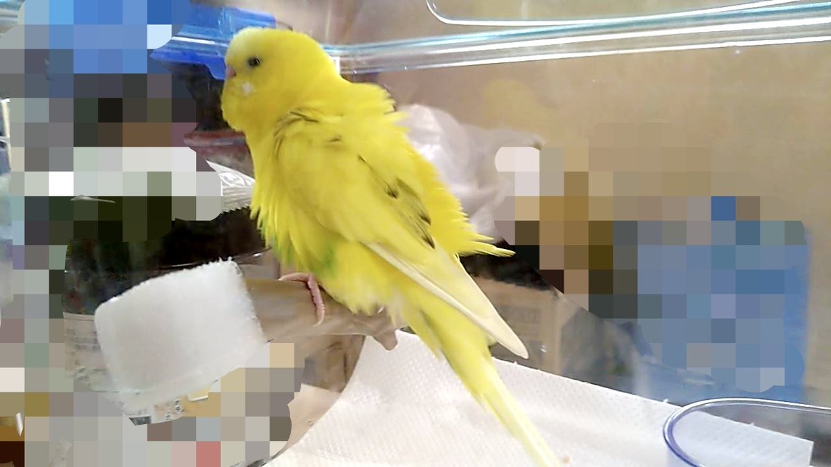 wknex24's tweet photo. #保護鳥　＃千葉県　＃市川市　＃セキセイインコ
昨日に引き続き保護しておりますセキセイインコです。警察には届け出済みです。1日も早く飼い主さんの元へ帰れますように、、 https://t.co/grP0lHGgnV