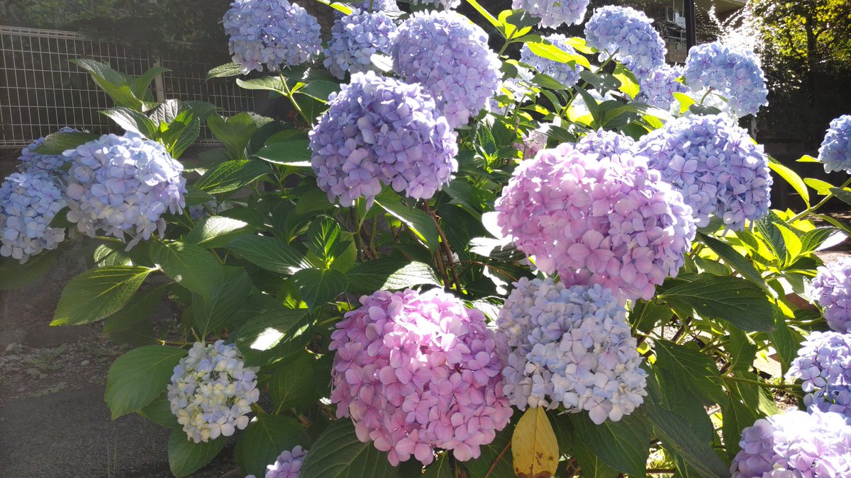 uhyou055's tweet photo. 紫陽花は雨に似合うが
晴れてても綺麗！
(　＾ω＾) https://t.co/iFMXctKmNL