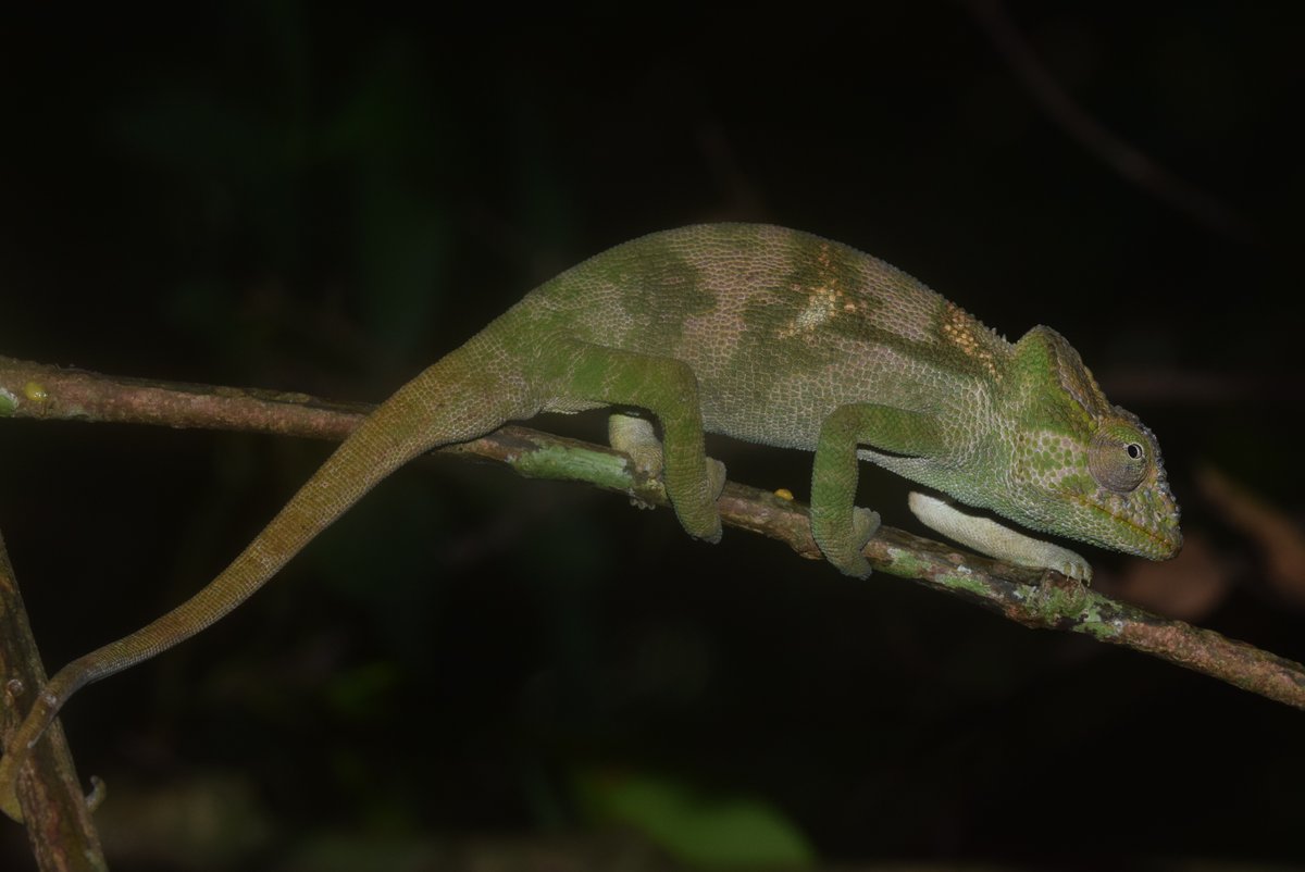 chameleon