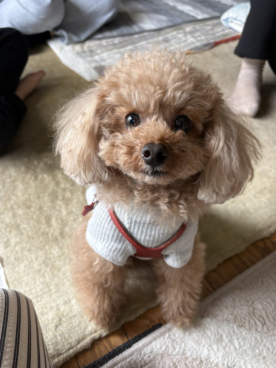1933saka's tweet photo. @gekkan_wanko たいです🐶 https://t.co/54iJHpDvEh