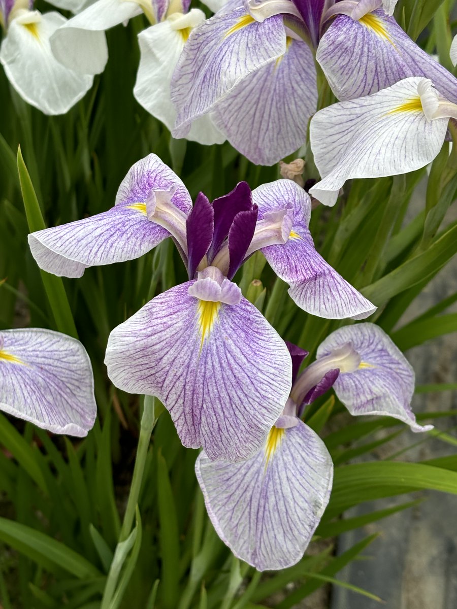 fifth5G's tweet photo. 🌿　五十公野公園　あやめ園

① 花の司　はなのつかさ
② 升潟
③ 浪花錦　なにわにしき
④ 爪紅の桜　つまべにのさくら

梅雨入りの日の新発田市  6/20
花菖蒲が 一斉に咲いていました https://t.co/5n1A3SVFfx